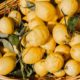 Limoni | Mercato Contadino